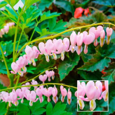 Дицентра spectabilis Cupid