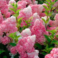 Гортензия метельчатая Vanille Fraise