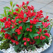 Вейгела All Summer Red