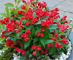 Вейгела All Summer Red