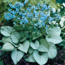 Бруннера macrophylla Looking Glass