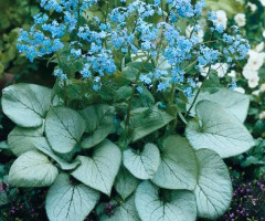 Бруннера macrophylla Looking Glass