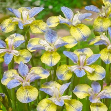 Ирис sibirica Tipped in Blue