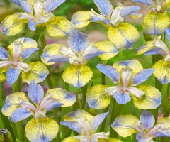 Ірис sibirica Tipped in Blue
