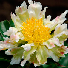 Півонія Green Lotus