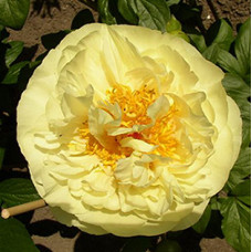 Півонія Lemon Chiffon