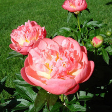 Півонія Pink Hawaiian Coral