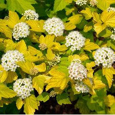 Пузыреплодник opulifolius Dart's Gold