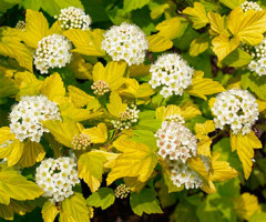 Міхуроплідник opulifolius Dart's Gold