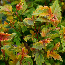 Пузыреплодник opulifolius Chameleon