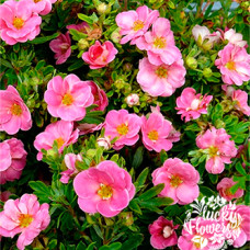 Лапчатка кустарниковая PINK PARADISE Kupinpa