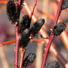 Ива gracilistyla Melanostachys