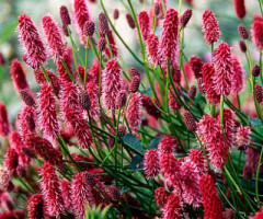Кровохлебка menziesii