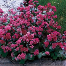 Седум Red Cauli