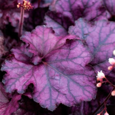 Гейхера Rex Purple