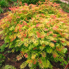 Рябинник sorbifolia Sem