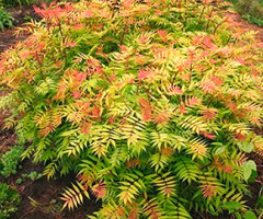 Рябинник sorbifolia Sem