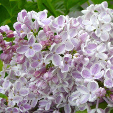 Сирень vulgaris Lila Wonder