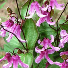 Клематис цельнолистный Rosea