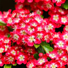 Боярышник laevigata Crimson Cloud