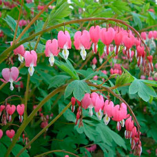 Дицентра spectabilis