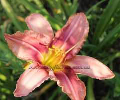 Лілійник Longfields Purple Eye
