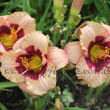 Лілійник Orchid Candy