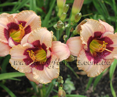 Лілійник Orchid Candy
