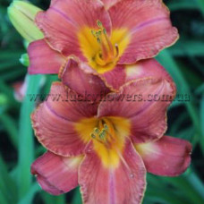 Лилейник Irish Flame