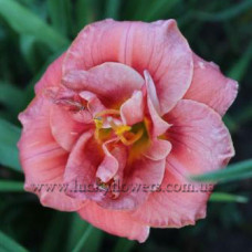 Лилейник Rose Corsage