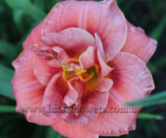 Лилейник Rose Corsage