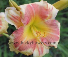 Лилейник Tropical Passion