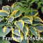 Хоста First Frost