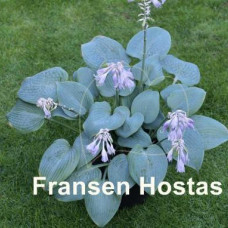 Хоста Fragrant Blue