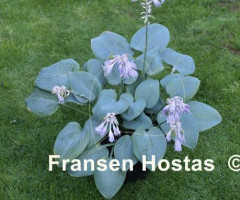 Хоста Fragrant Blue