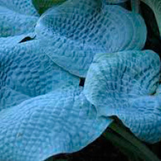 Хоста Sapphire Pillows