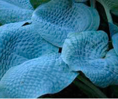 Хоста Sapphire Pillows