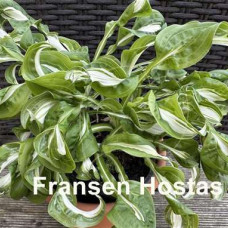 Хоста Twisted Spearmint