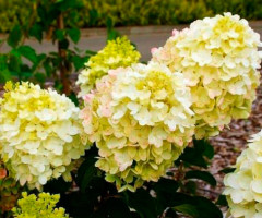 Гортензія волотиста Living Cotton Cream на штамбі