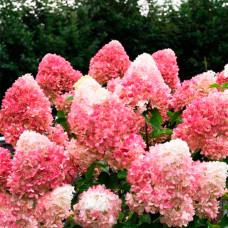 Гортензия метельчатая Living Pink & Rose