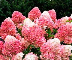 Гортензія волотиста Living Pink & Rose