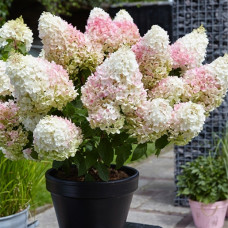 Гортензия метельчатая Living Strawberry Blossom