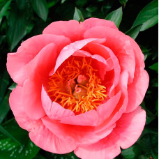 Півонія Lovely Rose