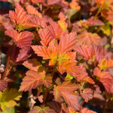 Пузыреплодник opulifolius Amber Jubilee Jefam