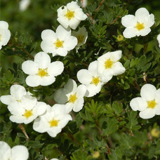 Лапчатка кустарниковая McKay's White