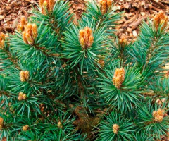 Сосна sylvestris Chantry Blue на штамбі 50 - 70 см