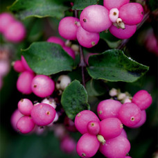Снежноягодник Magic Berry