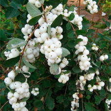 Снежноягодник доренбоза White Hedge